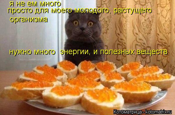 я не ем много просто для моего молодого, растущего организма нужно много энергии, и полезных вещест... Котоматрица: я не ем много просто для моего молодого, растущего организма нужно много энергии, и полезных веществ