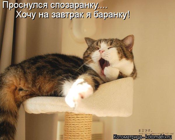 Проснулся спозаранку.... Хочу на завтрак я баранку!... Котоматрица: Проснулся спозаранку.... Хочу на завтрак я баранку!