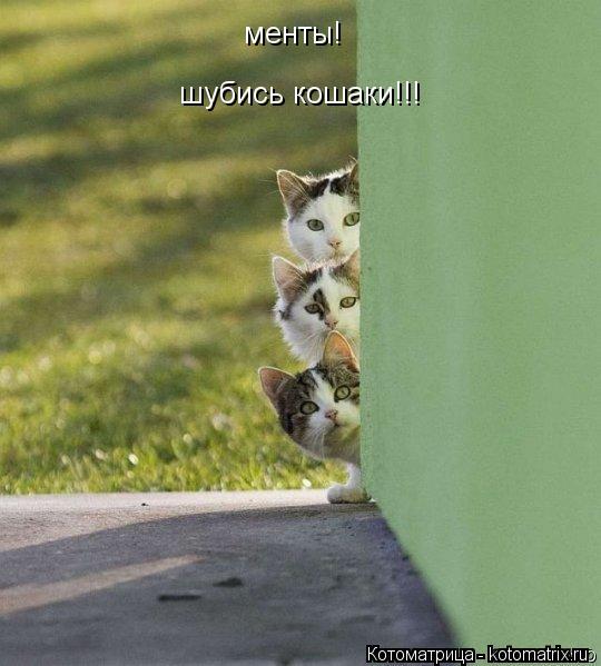 менты! шубись кошаки!!!... Котоматрица: менты! шубись кошаки!!!