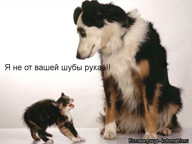 Я не от вашей шубы рукав!!... Котоматрица: Я не от вашей шубы рукав!!