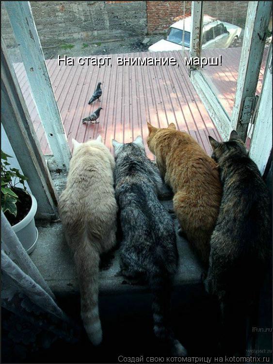 На старт, внимание, марш!... Котоматрица: На старт, внимание, марш!