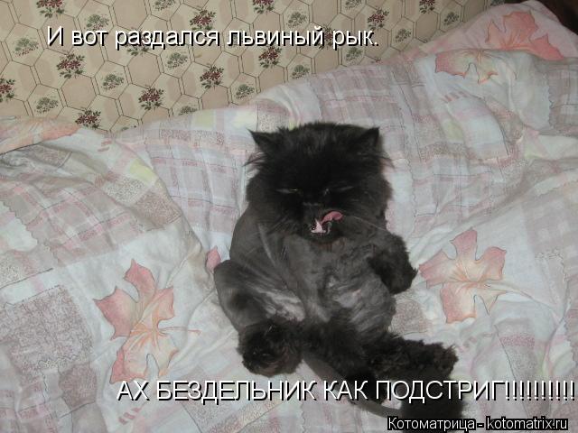 АХ БЕЗДЕЛЬНИК КАК ПОДСТРИГ!!!!!!!!!!!!! И вот раздался львиный рык.... Котоматрица: АХ БЕЗДЕЛЬНИК КАК ПОДСТРИГ!!!!!!!!!!!!! И вот раздался львиный рык.