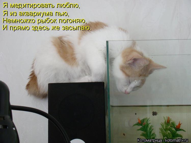 Я медитировать люблю, Я из аквариума пью, Немножко рыбок погоняю, И прямо здесь же засыпаю.... Котоматрица: Я медитировать люблю, Я из аквариума пью, Немножко рыбок погоняю, И прямо здесь же засыпаю.