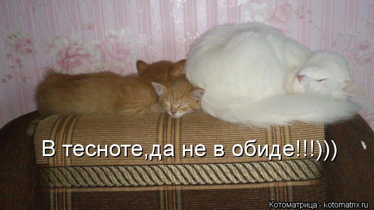 В тесноте,да не в обиде!!!)))... Котоматрица: В тесноте,да не в обиде!!!)))