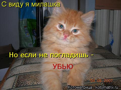 С виду я милашка Но если не погладишь - УБЬЮ... Котоматрица: С виду я милашка Но если не погладишь - УБЬЮ