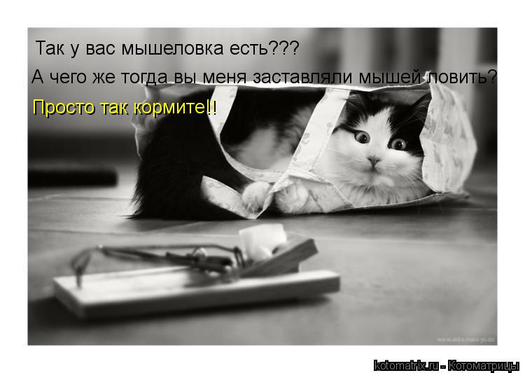 Так у вас мышеловка есть??? А чего же тогда вы меня заставляли мышей ловить? Просто так кормите!!... Котоматрица: Так у вас мышеловка есть??? А чего же тогда вы меня заставляли мышей ловить? Просто так кормите!!