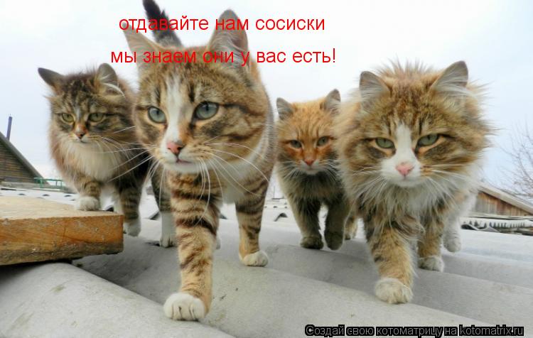 отдавайте нам сосиски мы знаем они у вас есть!... Котоматрица: отдавайте нам сосиски мы знаем они у вас есть!