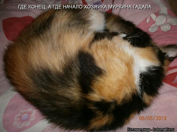 ГДЕ КОНЕЦ, А ГДЕ НАЧАЛО ХОЗЯЙКА МУРКИНА ГАДАЛА... Котоматрица: ГДЕ КОНЕЦ, А ГДЕ НАЧАЛО ХОЗЯЙКА МУРКИНА ГАДАЛА