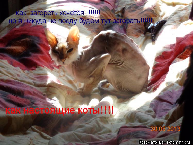 как загореть хочется !!!!!!! но я никуда не поеду будем тут загорать!!!!!! как настоящие коты!!!!... Котоматрица: как загореть хочется !!!!!!! но я никуда не поеду будем тут загорать!!!!!! как настоящие коты!!!!