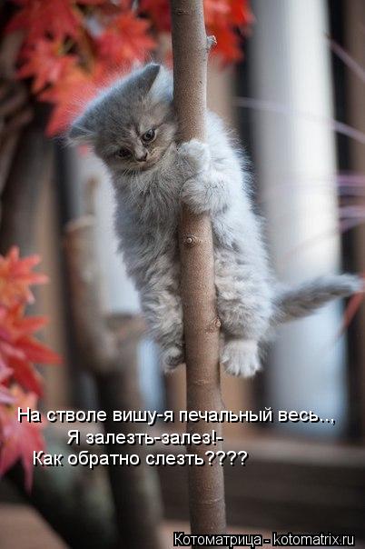 На стволе вишу-я печальный весь.., Я залезть-залез!- Как обратно слезть????... Котоматрица: На стволе вишу-я печальный весь.., Я залезть-залез!- Как обратно слезть????