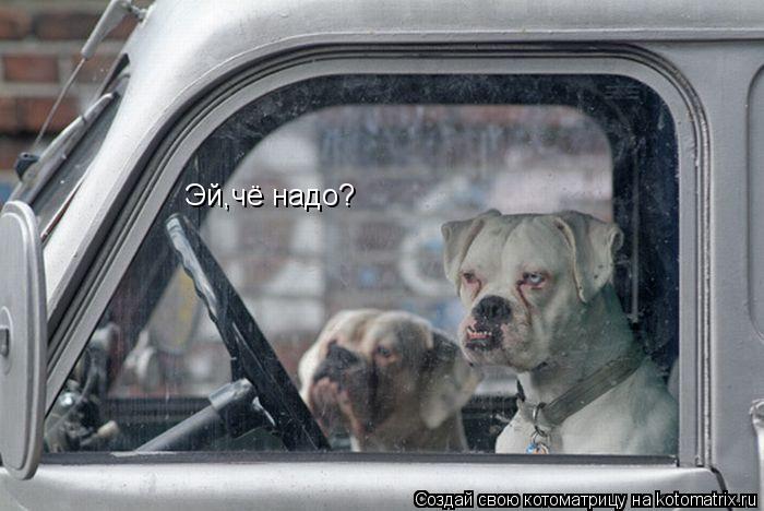 Эй,чё надо?... Котоматрица: Эй,чё надо?
