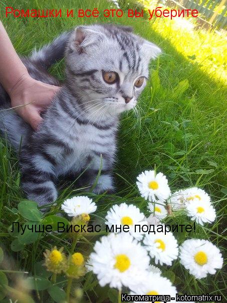 Ромашки и всё это вы уберите Лучше Вискас мне подарите!... Котоматрица: Ромашки и всё это вы уберите Лучше Вискас мне подарите!