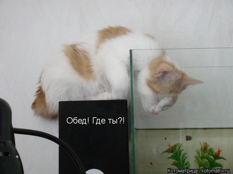 Обед! Где ты?!... Котоматрица: Обед! Где ты?!