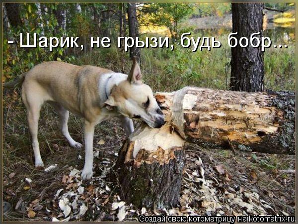 - Шарик, не грызи, будь бобр...... Котоматрица: - Шарик, не грызи, будь бобр...