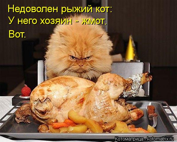 Недоволен рыжий кот: У него хозяин - жмот . Вот.... Котоматрица: Недоволен рыжий кот: У него хозяин - жмот . Вот.
