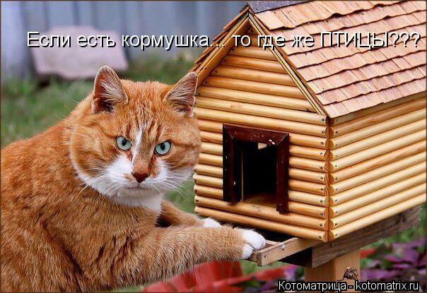 Если есть кормушка... то где же ПТИЦЫ???... Котоматрица: Если есть кормушка... то где же ПТИЦЫ???