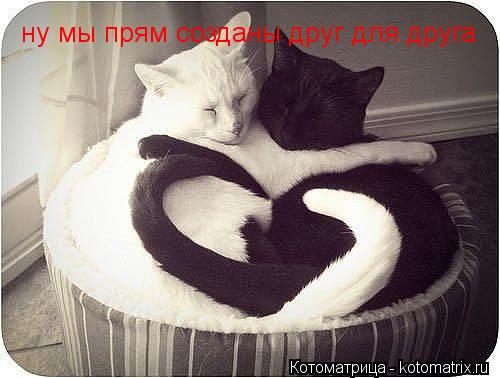 ну мы прям созданы друг для друга... Котоматрица: ну мы прям созданы друг для друга