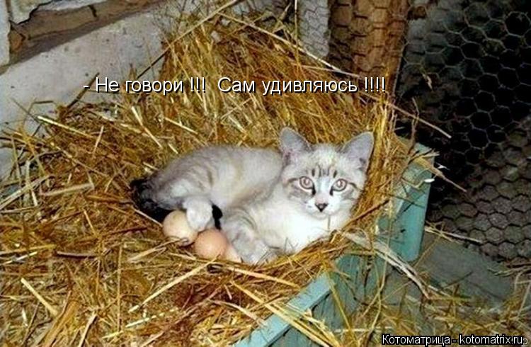 - Не говори !!! Сам удивляюсь !!!!... Котоматрица: - Не говори !!! Сам удивляюсь !!!!