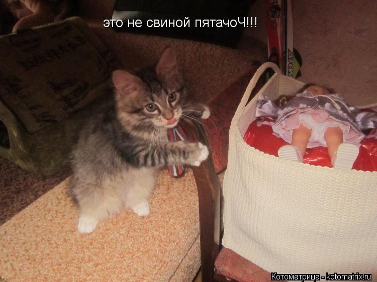это не свиной пятачоЧ!!!... Котоматрица: это не свиной пятачоЧ!!!