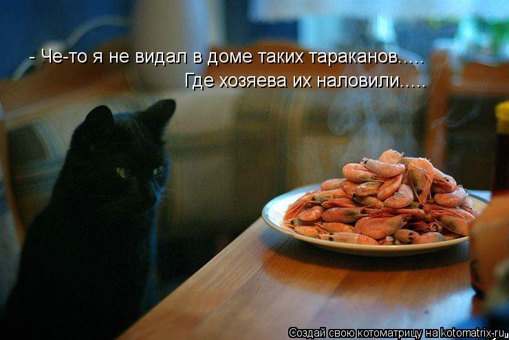 - Че-то я не видал в доме таких тараканов..... Где хозяева их наловили........ Котоматрица: - Че-то я не видал в доме таких тараканов..... Где хозяева их наловили.....