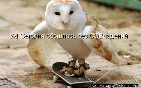 Ух! Сегодня обошлось без СОВпадений... Котоматрица: Ух! Сегодня обошлось без СОВпадений