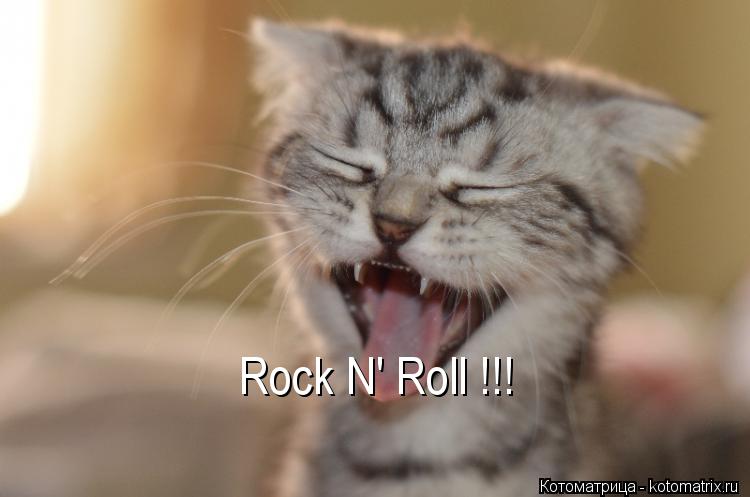 Rock N' Roll !!!... Котоматрица: Rock N' Roll !!!