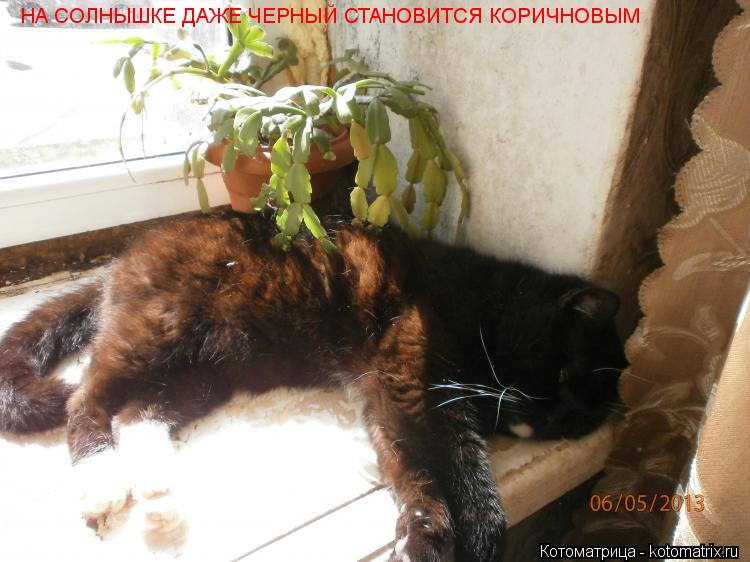 НА СОЛНЫШКЕ ДАЖЕ ЧЕРНЫЙ СТАНОВИТСЯ КОРИЧНОВЫМ... Котоматрица: НА СОЛНЫШКЕ ДАЖЕ ЧЕРНЫЙ СТАНОВИТСЯ КОРИЧНОВЫМ