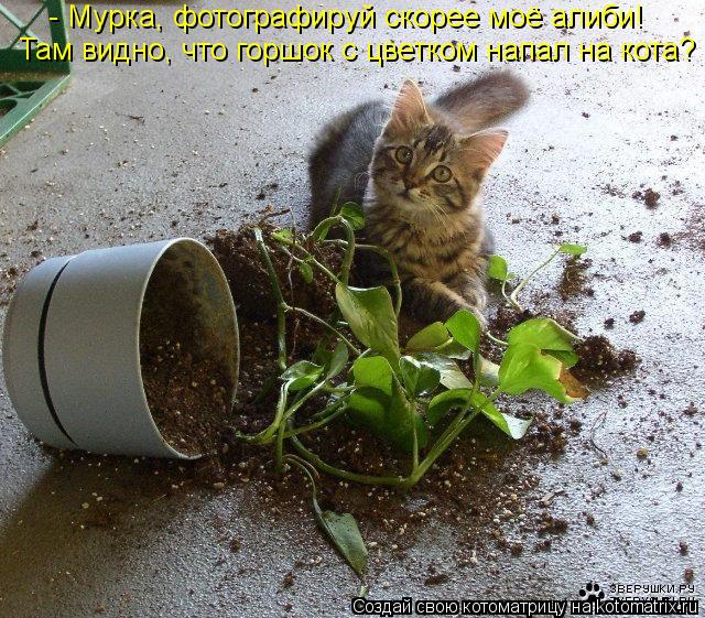 - Мурка, фотографируй скорее моё алиби! Там видно, что горшок с цветком напал на кота?... Котоматрица: - Мурка, фотографируй скорее моё алиби! Там видно, что горшок с цветком напал на кота?