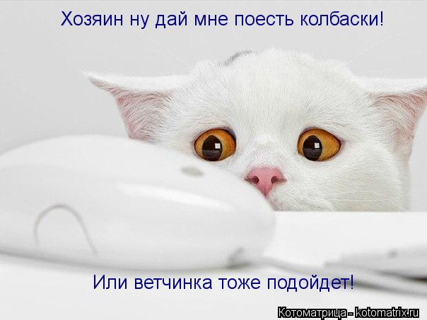 Хозяин ну дай мне поесть колбаски! Или ветчинка тоже подойдет!... Котоматрица: Хозяин ну дай мне поесть колбаски! Или ветчинка тоже подойдет!