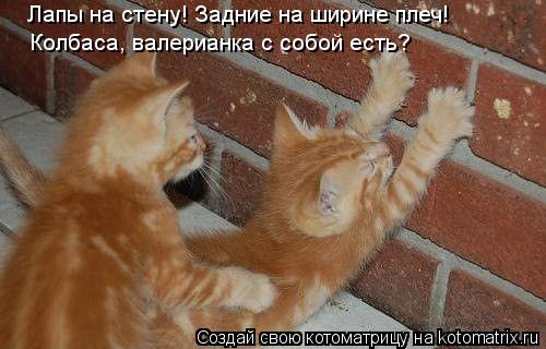 Лапы на стену! Задние на ширине плеч! Колбаса, валерианка с собой есть?... Котоматрица: Лапы на стену! Задние на ширине плеч! Колбаса, валерианка с собой есть?
