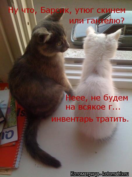 Ну что, Барсик, утюг скинем или гантелю? Неее, не будем на всякое г... инвентарь тратить.... Котоматрица: Ну что, Барсик, утюг скинем или гантелю? Неее, не будем на всякое г... инвентарь тратить.