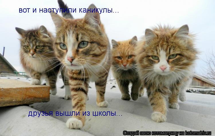 вот и наступили каникулы... друзья вышли из школы...... Котоматрица: вот и наступили каникулы... друзья вышли из школы...