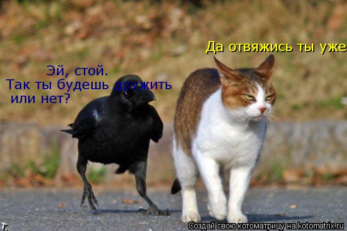 Эй, стой. Эй, стой. Так ты будешь дружить или нет? Да отвяжись ты уже... Котоматрица: Эй, стой. Эй, стой. Так ты будешь дружить или нет? Да отвяжись ты уже