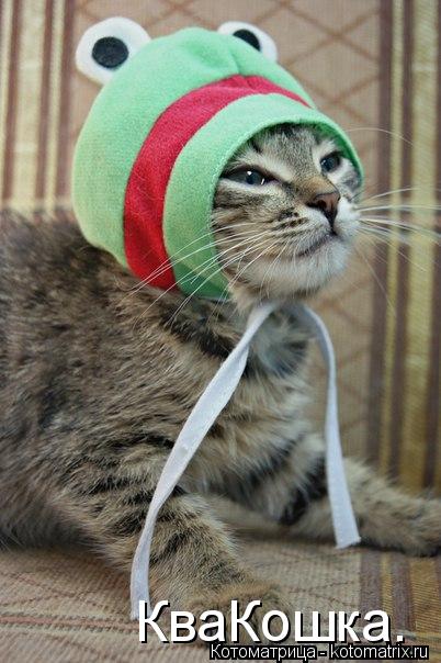 КваКошка.... Котоматрица: КваКошка.