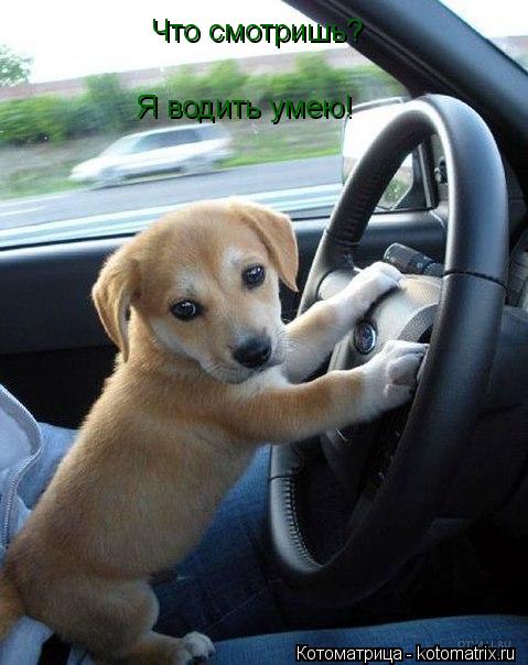 Что смотришь? Я водить умею!... Котоматрица: Что смотришь? Я водить умею!