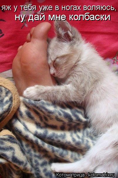 яж у тебя уже в ногах воляюсь, ну дай мне колбаски ну дай мне колбаски... Котоматрица: яж у тебя уже в ногах воляюсь, ну дай мне колбаски ну дай мне колбаски
