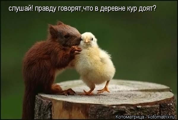 слушай! правду говорят,что в деревне кур доят?... Котоматрица: слушай! правду говорят,что в деревне кур доят?