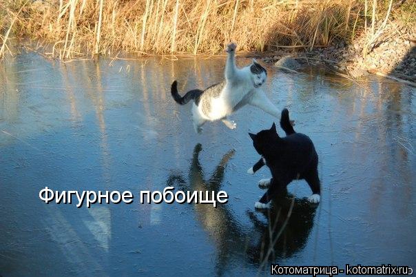 Фигурное побоище... Котоматрица: Фигурное побоище