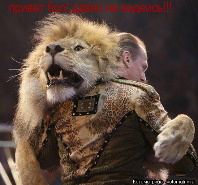 привет бро!,давно не видеись!!!... Котоматрица: привет бро!,давно не видеись!!!