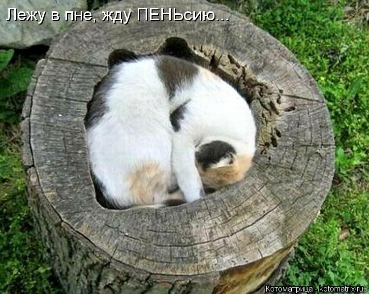 Лежу в пне, жду ПЕНЬсию...... Котоматрица: Лежу в пне, жду ПЕНЬсию...