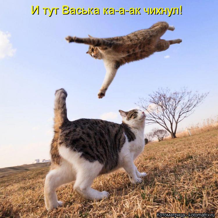 И тут Васька ка-а-ак чихнул!... Котоматрица: И тут Васька ка-а-ак чихнул!