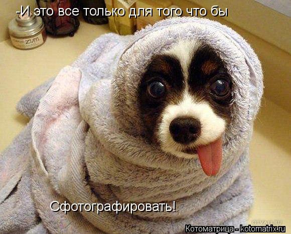 -И это все только для того что бы сфотографировать!! -И это все только для того что бы Сфотографиров... Котоматрица: -И это все только для того что бы сфотографировать!! -И это все только для того что бы Сфотографировать!