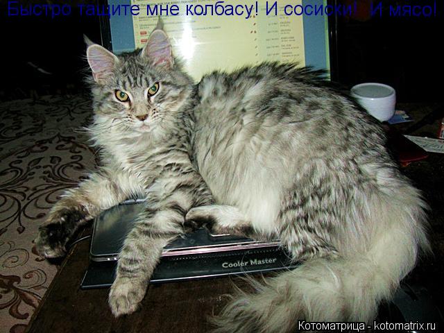 Быстро тащите мне колбасу! И сосиски! И мясо!... Котоматрица: Быстро тащите мне колбасу! И сосиски! И мясо!