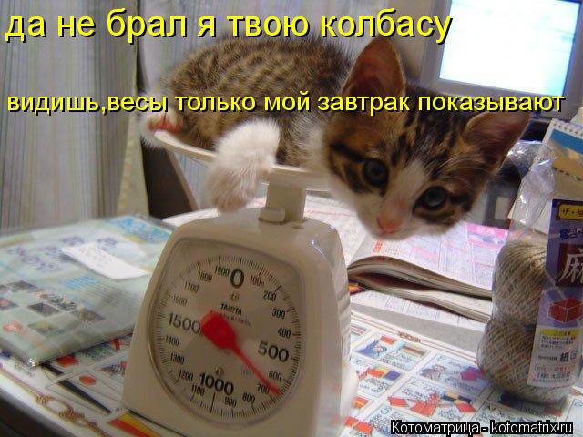 да не брал я твою колбасу видишь,весы только мой завтрак показывают... Котоматрица: да не брал я твою колбасу видишь,весы только мой завтрак показывают