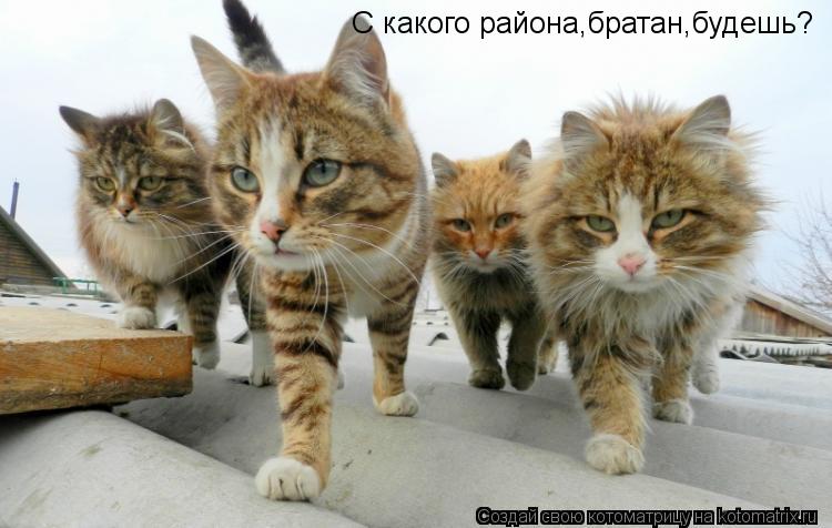 С какого района,братан,будешь?... Котоматрица: С какого района,братан,будешь?