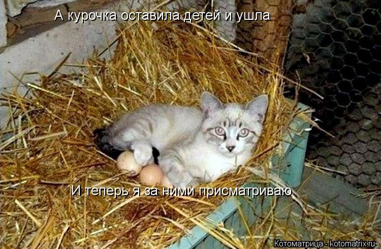 А курочка оставила детей и ушла И теперь я за ними присматриваю... Котоматрица: А курочка оставила детей и ушла И теперь я за ними присматриваю