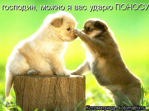 господин, можно я вас ударю ПОНОСУ... Котоматрица: господин, можно я вас ударю ПОНОСУ
