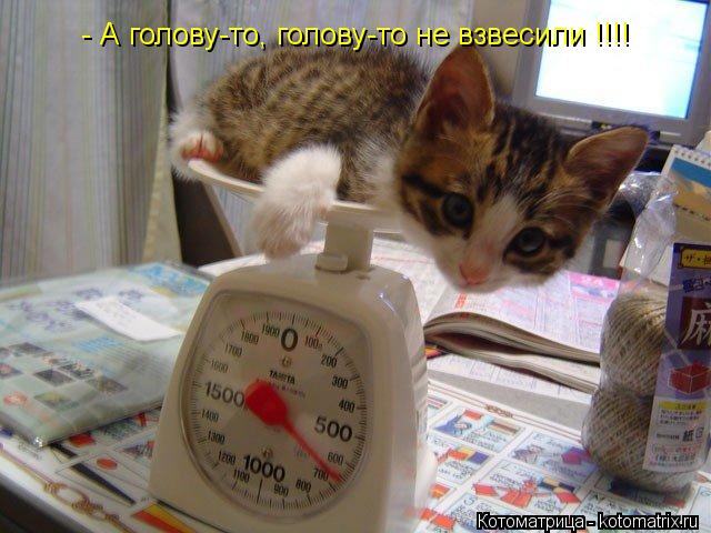 - А голову-то, голову-то не взвесили !!!!... Котоматрица: - А голову-то, голову-то не взвесили !!!!