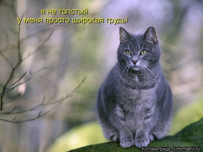 я не толстый у меня просто широкая грудь!... Котоматрица: я не толстый у меня просто широкая грудь!