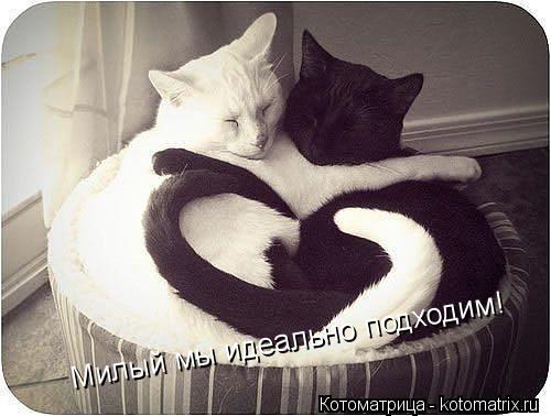 Милый мы идеально подходим!... Котоматрица: Милый мы идеально подходим!